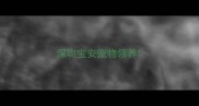 深圳宝安宠物领养