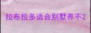 拉布拉多适合别墅养不