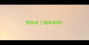 狗狗来了猫咪抑郁