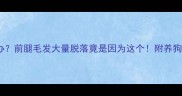 金毛犬啃毛症怎么办前腿毛发大量脱落竟是因为这个附养狗人必看防啃毛指南