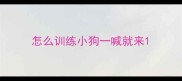 怎么训练小狗一喊就来