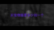 买宠物猫要多少钱一个