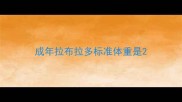 成年拉布拉多标准体重是
