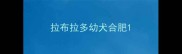 拉布拉多幼犬合肥