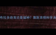 公拉布拉多绝育还是留种兽医亲授科学决策指南