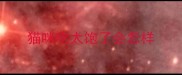 猫咪吃太饱了会怎样