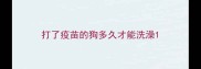 打了疫苗的狗多久才能洗澡