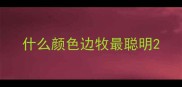 什么颜色边牧最聪明