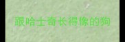 跟哈士奇长得像的狗