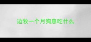 边牧一个月狗崽吃什么