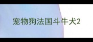 宠物狗法国斗牛犬