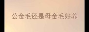 公金毛还是母金毛好养