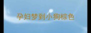 孕妇梦到小狗棕色