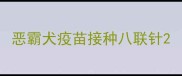 恶霸犬疫苗接种八联针