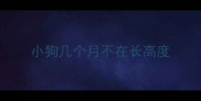 小狗几个月不在长高度