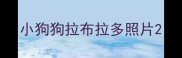 小狗狗拉布拉多照片