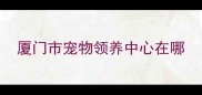 厦门市宠物领养中心在哪