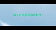 两个月的狗狗感冒特征