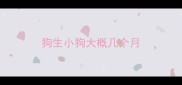 狗生小狗大概几个月