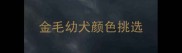 金毛幼犬颜色挑选