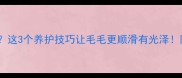 边牧毛色像陨石这3个养护技巧让毛毛更顺滑有光泽附日常护理清单