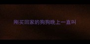 刚买回家的狗狗晚上一直叫