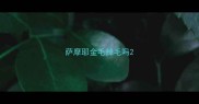 萨摩耶金毛掉毛吗