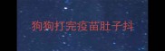 狗狗打完疫苗肚子抖