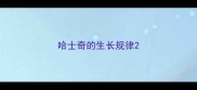 哈士奇的生长规律