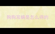 狗狗耳螨是怎么得的