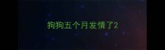 狗狗五个月发情了