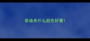 泰迪养什么颜色好看