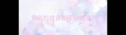 狗儿打疫苗能不能洗澡