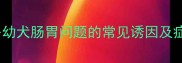 拉布拉多幼犬肠胃问题的常见诱因及症状识别