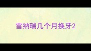 雪纳瑞几个月换牙