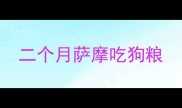 二个月萨摩吃狗粮