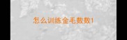 怎么训练金毛数数
