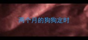 两个月的狗狗定时