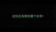 边牧还有德牧哪个好养