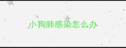 小狗肺感染怎么办