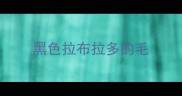 黑色拉布拉多的毛