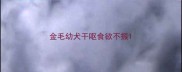 金毛幼犬干呕食欲不振