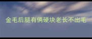 金毛后腿有俩硬块老长不出毛