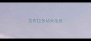拉布拉多幼犬毛色