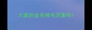 大家的金毛掉毛厉害吗