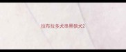 拉布拉多犬串黑狼犬