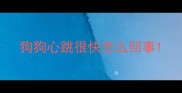 狗狗心跳很快怎么回事