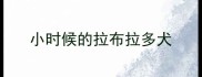 小时候的拉布拉多犬