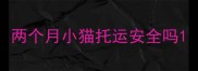 两个月小猫托运安全吗