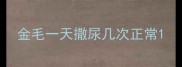 金毛一天撒尿几次正常